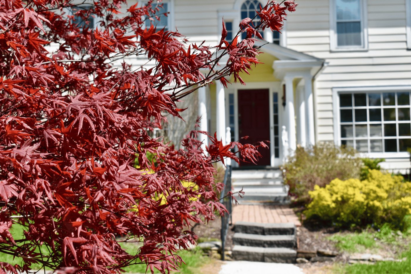 A Japanese maple in red leaf beside the columned front porch of the Inn.